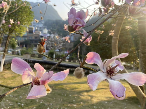 西畴县 木兰花开正俏 这里风景独好