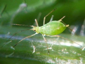 家里植物上有特别小的青绿色虫子 越来越多 越来越大 这是什么虫子 有没有什么方法驱虫 