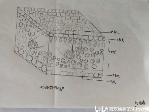 叶片的结构 孩子们的生物图