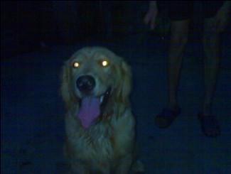 狗的眼睛在夜里为什么会发光
