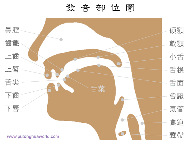 发音口腔示意图 图片搜索