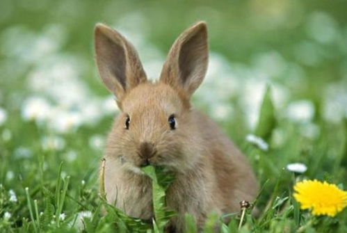 兔兔兔 未来9天一生最大的贵人进入家门,抓住他后半生飞黄腾达