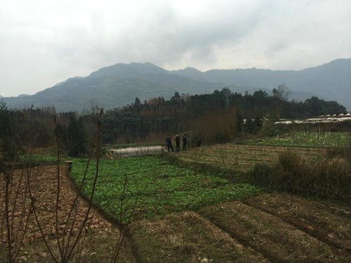 武当王氏风水 中国最权威看风水 风水大师 风水培训 风水学习班门户网 