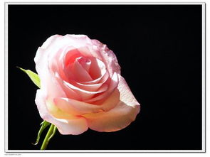 粉色玫瑰代表什么 