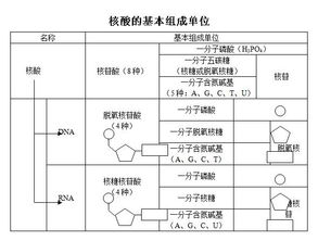 核酸知识点归纳