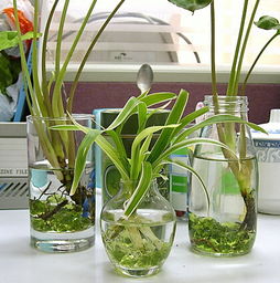 冬季教你养盆浓绿的水培植物