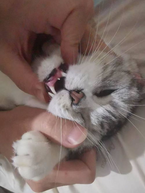 一岁多猫咪牙齿中间长了颗小牙怎么回事 