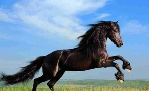 心理测试 你觉得哪匹马跑得最快 测出你还有多久会成功