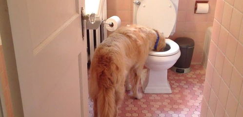 厕所水等于可乐 为什么狗狗如此痴迷喝厕所里的水,这卫生吗