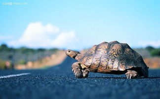 乌龟慢慢爬 