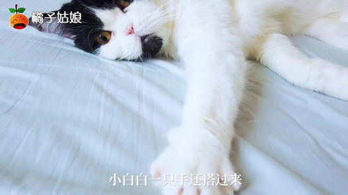 猫咪得了哮喘,走两步就要休息,只能养尊处优的养着,好在没放弃