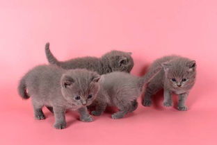 英短蓝猫几个月的时候可以喂什么能发腮？