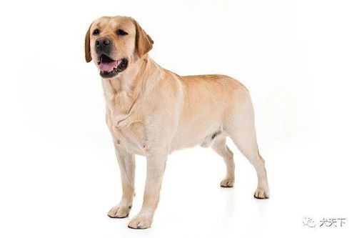 纪录继续保持 拉布拉多巡回猎犬再度蝉联美国最受欢迎犬种