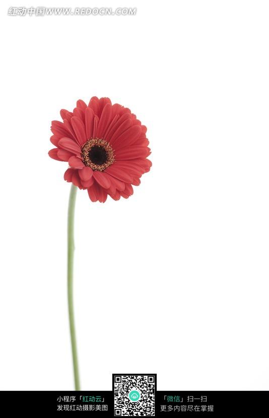 一枝盛开的红的花朵照片图片免费下载 编号641973 红动网 
