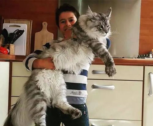 世界上最大的猫 身长123厘米,被称为 温柔的巨人