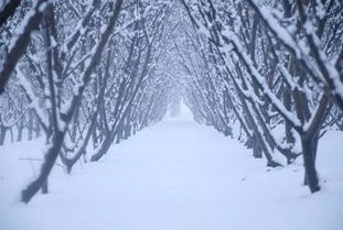 这次的雪算不算大 历数史上最可怕的 大雪天 南方的雪曾下4个月 