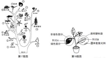 用上自先下至造句（先是逐渐最后造句写一种植物？）