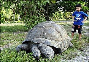 是陆生 龟类 中 最大的 一种 