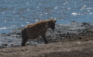 一只怀孕的鬣狗在野外碰到一只母狮子,结局会如何