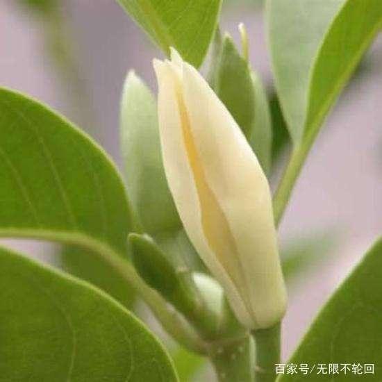 为什么玉兰没有梅花 桃花 荷花 菊花出名 缺乏千古名句代言