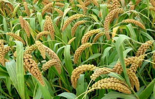 小米是什么植物培育出来的,小米是水稻吗？
