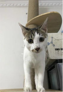 猫爸公益流浪猫领养 上海 重庆地区已更新 2.4更新 