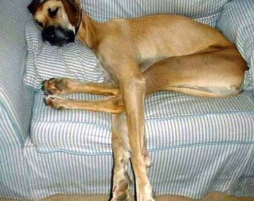 狗子,你睡个觉都能把自己睡得如此骨骼清奇,也是没谁了