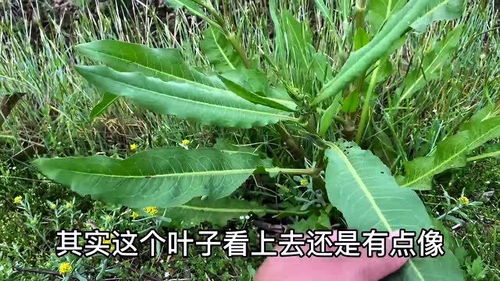 用金子都不愿换的一种农村野菜,到底长什么样 大家一起认识一下 