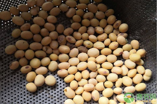黄豆种植时间和技术,信阳大豆的种植时间和方法