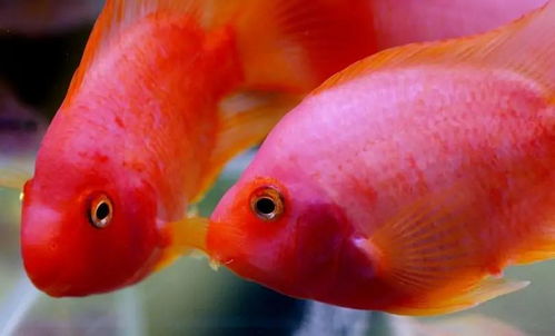 财神鱼和鹦鹉鱼的区别,财神鱼和鹦鹉鱼的区别是看嘴巴吗 
