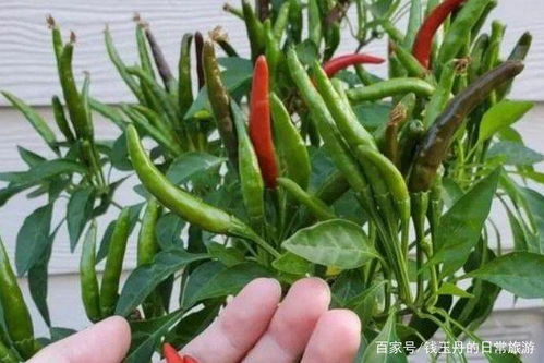 辣椒的种植时间和方法,圆椒种植方法和时间