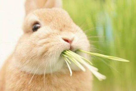 兔子喜欢吃什么草,兔子可以吃的草有哪些