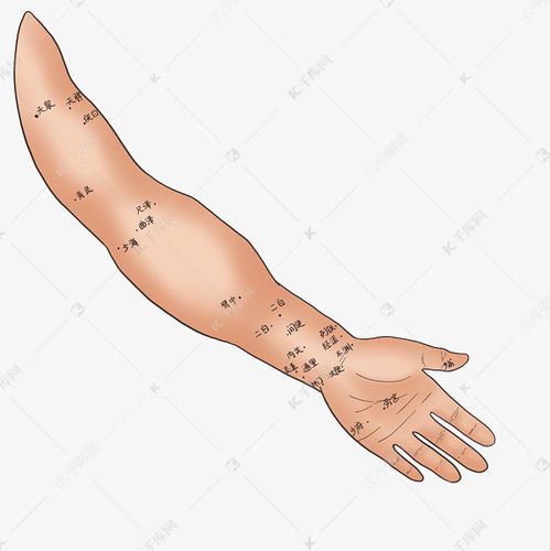 人体手臂穴位素材图片免费下载 千库网 