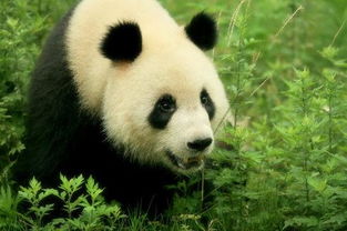 大熊猫的产地有哪些地方 