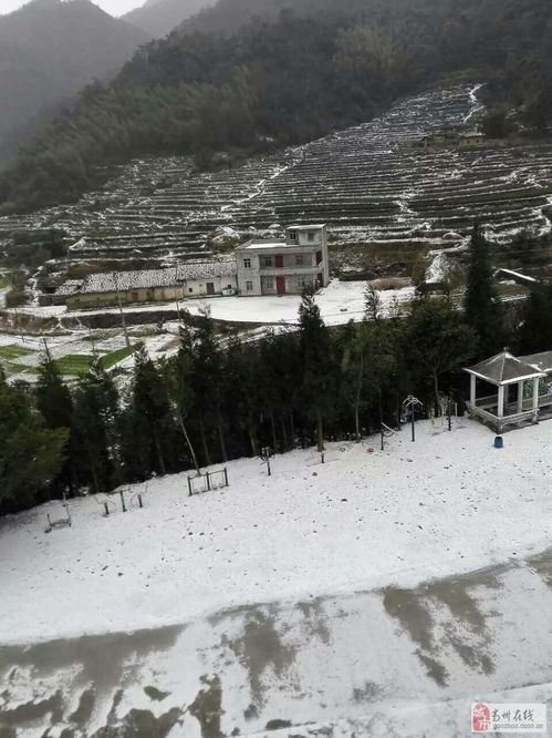 高州真的下雪了 冰天雪地白茫茫一片