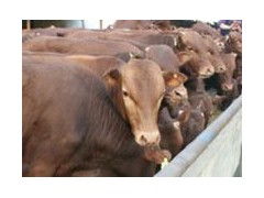 利木赞牛适合在广西养殖 