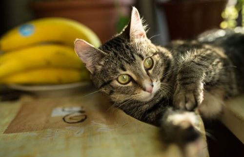 猫咪能吃 香蕉 吗 不只是好吃,原来有这些好处,除了这3类猫