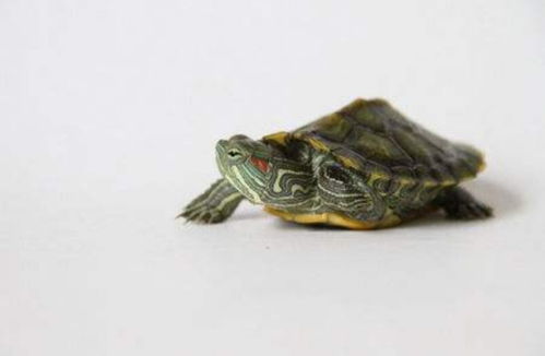 巴西龟在陆地超过72小时会干死吗 