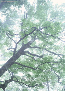 茂盛树木0084 茂盛树木图 植物图库 