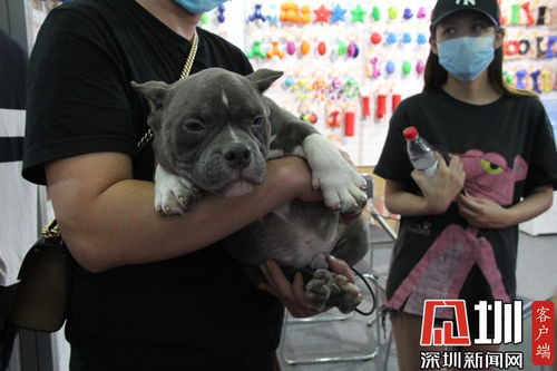 深圳市养犬管理规定 来了 狗绳长度 芯片注射 收治领养均有明确规定 