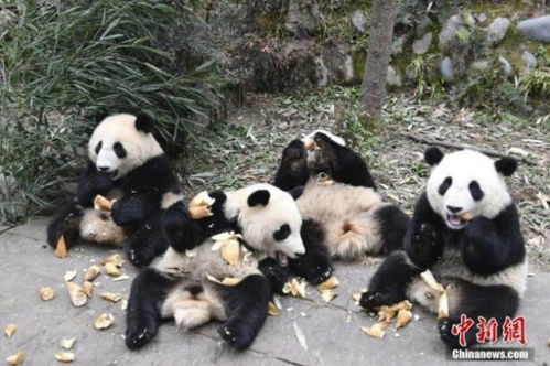 探访中国大熊猫保护研究中心 熊猫幼儿园