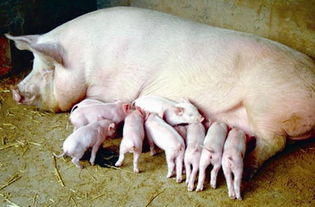 母猪产后要做好哪些护理,仔猪产后护理注意事项