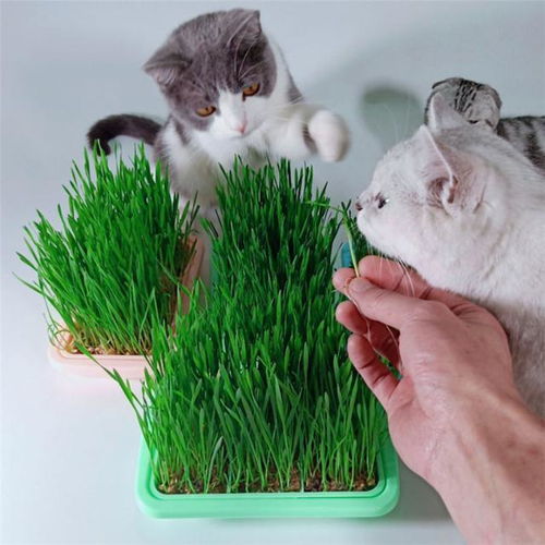 多大的猫可以吃猫草 猫草多久吃一次 猫吃猫草不吐毛球怎么办
