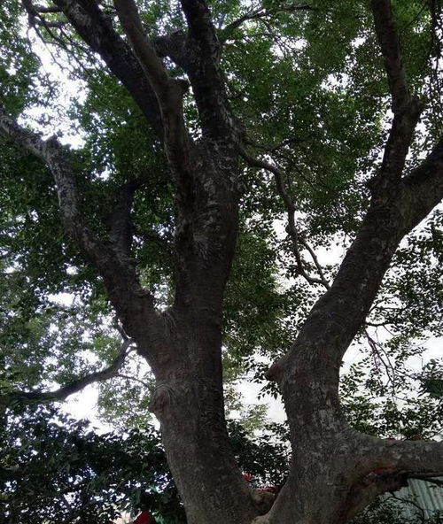 杞人忧天 不,现在杞县人都担忧这棵树了,全世界也就这么一株