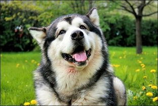 阿拉斯加犬和哈士奇哪个好养 它们有什么区别