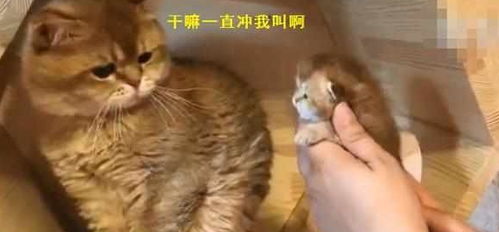 小奶猫一靠近猫爸爸,猫爸满脸嫌弃的走开 别过来