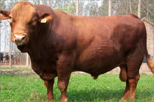 一头牛有多少斤 正常一头牛多少千克