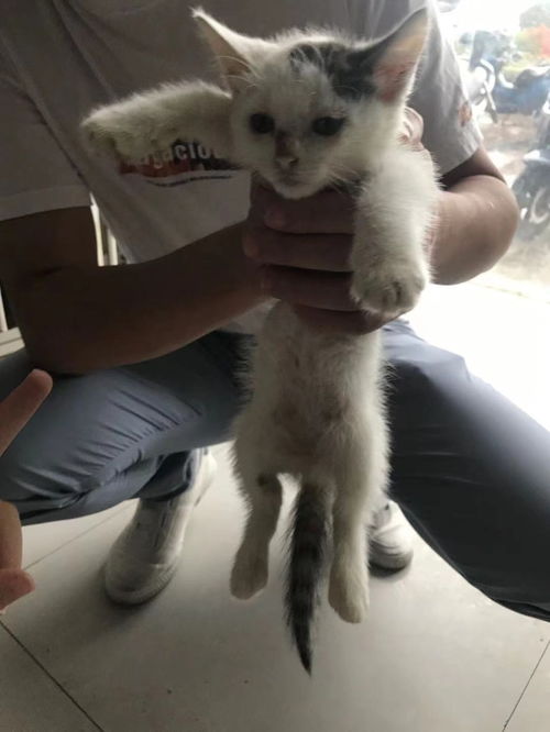 图 青浦区流浪狗收养救助站 上海宠物猫 