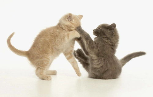猫咪喜欢打架怎么办,铲屎官如何处理
