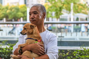 上海热线HOT新闻 上海大叔弃家拾荒10余年 收容3000条流浪狗 
